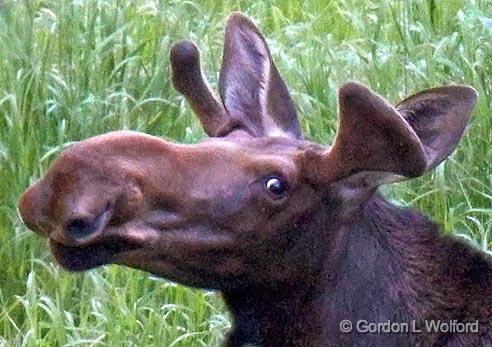 Curious Moose_02925crop.jpg - Photographed on the north shore of Lake Superior near Marathon, Ontario, Canada.